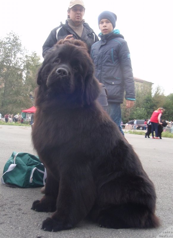 Фото: ньюфаундленд Ньюфорт Танцующая Королева