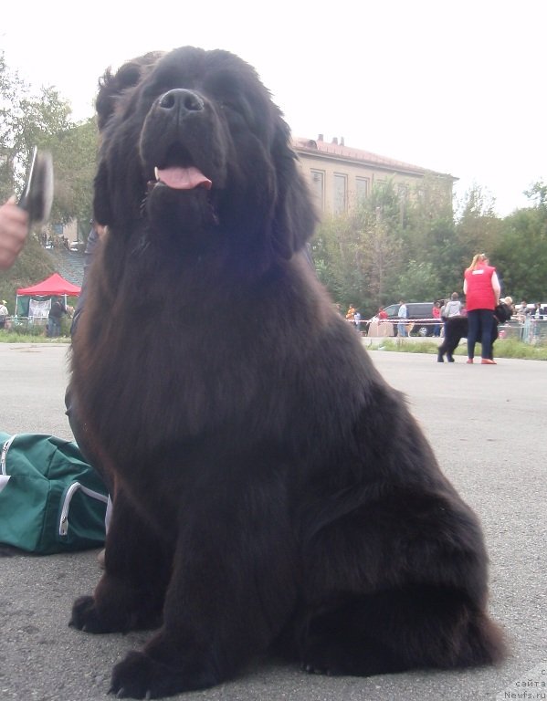 Фото: ньюфаундленд Ньюфорт Танцующая Королева