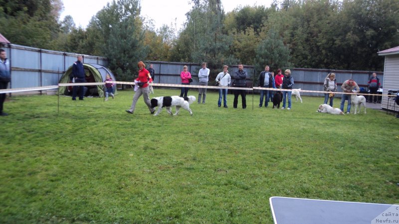 Фото: ньюфаундленд Сент Джонс Вива Виктория (Sent Djons Viva Viktoria)