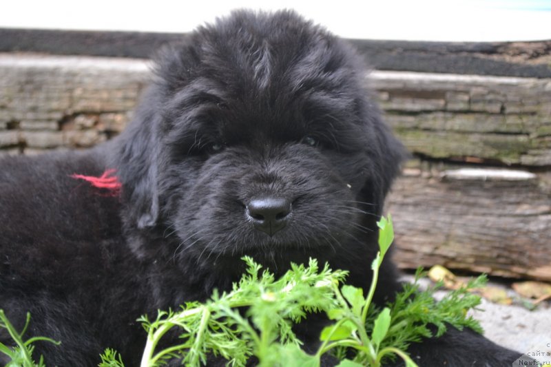 Фото: ньюфаундленд Талисман Моря Марсель