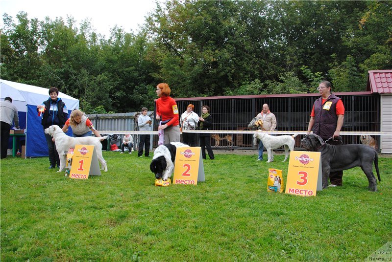 Фото: ньюфаундленд Сент Джонс Вива Виктория (Sent Djons Viva Viktoria)