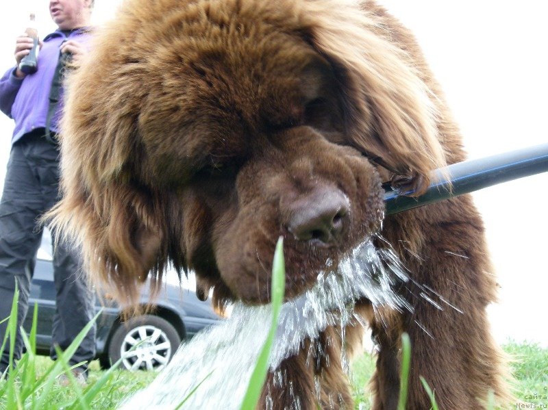 Фото: ньюфаундленд Ньюфорт Ровер Браун