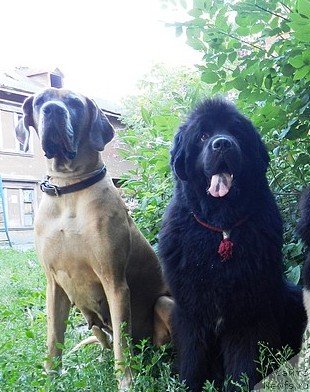 Фото: ньюфаундленд Капитан Ньюфорт