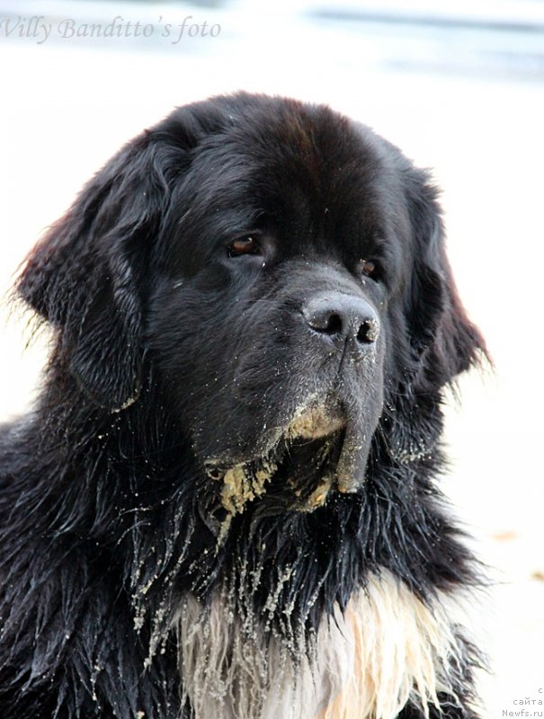 Фото: ньюфаундленд Старбимовлав Гардемарин