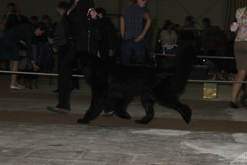 Фото: ньюфаундленд Императрица Семи Морей