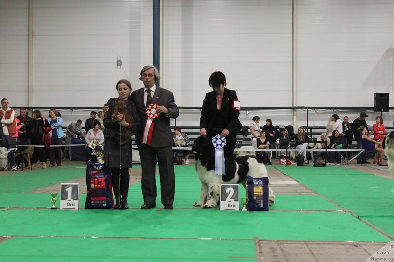 Фото: ньюфаундленд Искушение Моей Души (Iskushenie Moey Dushi)