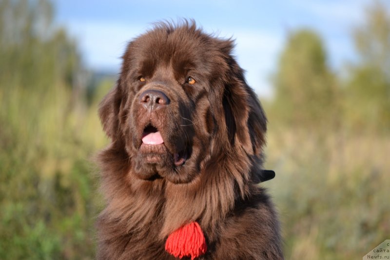 Фото: ньюфаундленд Багряная Осень из Аркаима