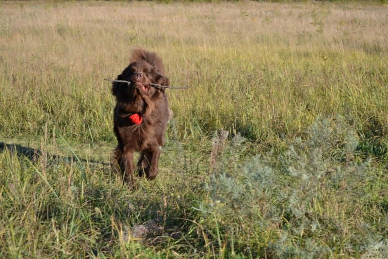 Фотография № 134995