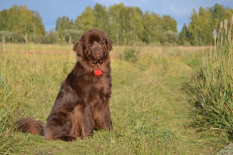 Фото: ньюфаундленд Багряная Осень из Аркаима
