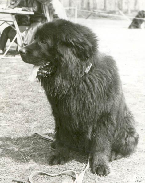 Фото: ньюфаундленд Зайзорро Мацони