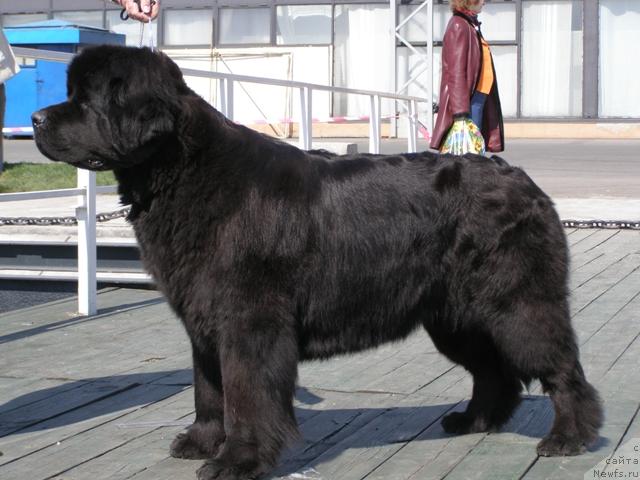 Фото: ньюфаундленд Thickish Newfoundland Monnalisadellagioconda