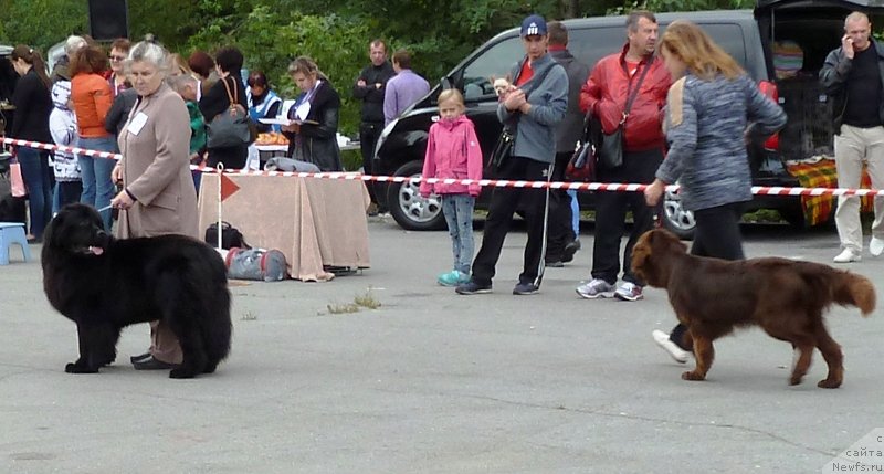 Фото: ньюфаундленд Ньюфорт Танцующая Королева