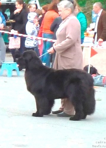 Фото: ньюфаундленд Ньюфорт Танцующая Королева, Надежда Ермилова