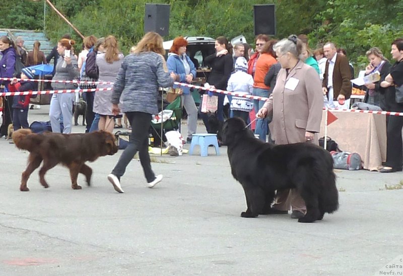 Фото: ньюфаундленд Ньюфорт Танцующая Королева, Надежда Ермилова