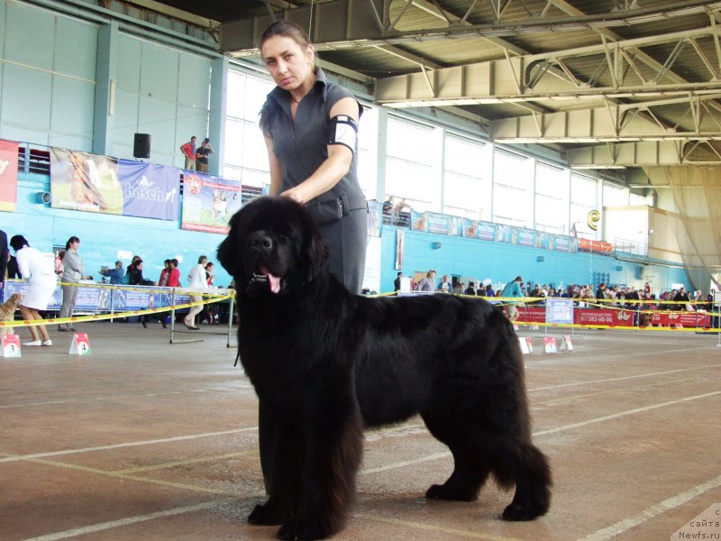 Фото: ньюфаундленд Rain Coast How can I Fall