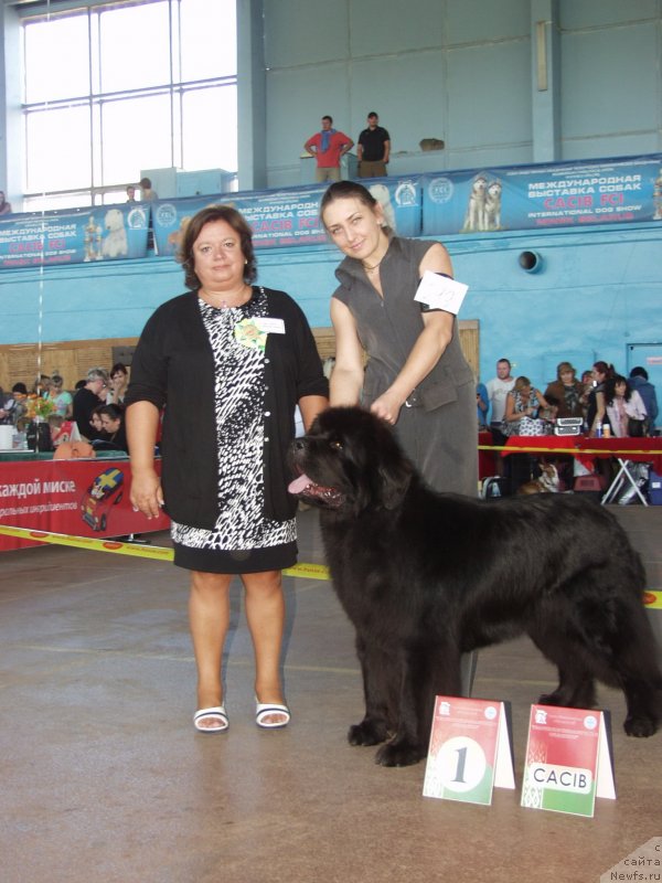 Фото: ньюфаундленд Woligord Lifeguard iz Volotova, Наталья Дубовская