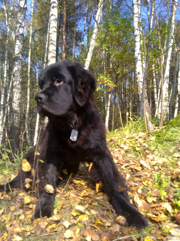Фото: ньюфаундленд Черный Чанк с Берега Дона (Chernyj Chank s Berega Dona)