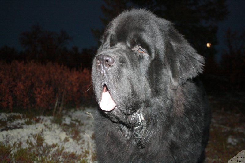 Фото: ньюфаундленд Бегущая по Волнам Зеро Коол