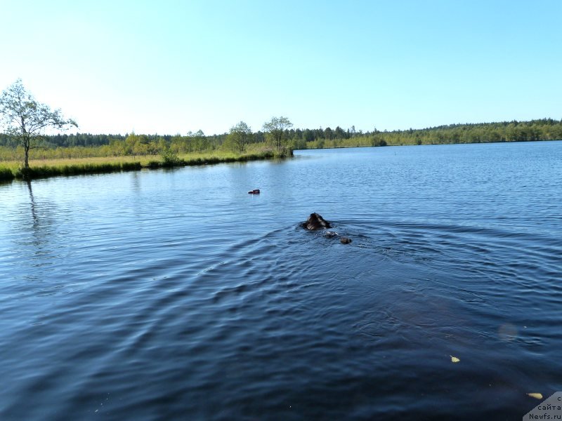 Фото: ньюфаундленд Блэк Диамонд Агидель от Потапа Сьюзэн