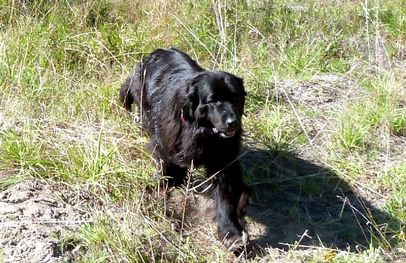 Фото: ньюфаундленд Блэк Диамонд Агидель от Потапа Сьюзэн