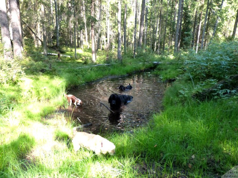 Фото: ньюфаундленд Блэк Диамонд Агидель от Потапа Сьюзэн