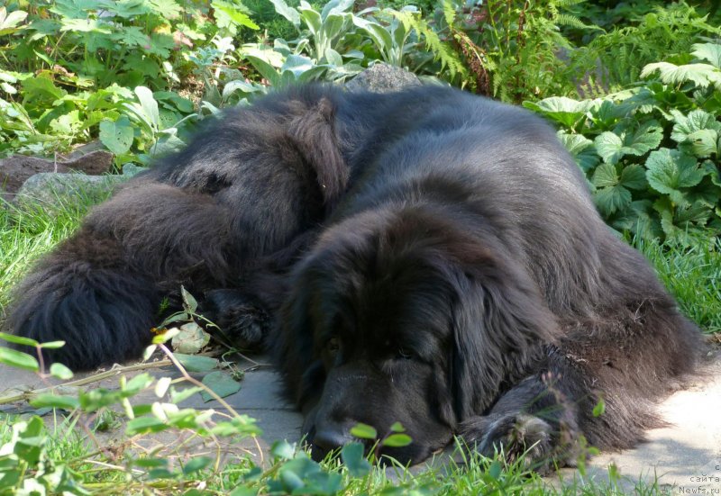 Фото: ньюфаундленд Блэк Диамонд Агидель от Потапа Сьюзэн
