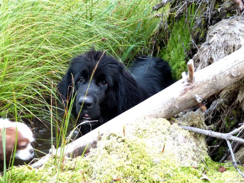 Фото: ньюфаундленд Блэк Диамонд Агидель от Потапа Сьюзэн