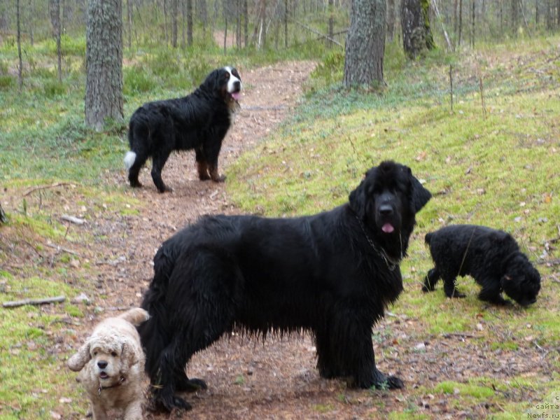 Фото: ньюфаундленд Блэк Диамонд Агидель от Потапа Сьюзэн