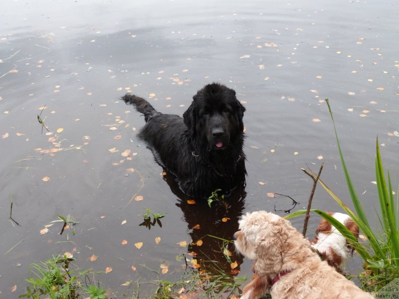 Фото: ньюфаундленд Блэк Диамонд Агидель от Потапа Сьюзэн