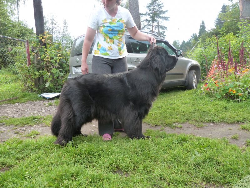 Фото: ньюфаундленд Блэк Диамонд Агидель от Потапа Сьюзэн