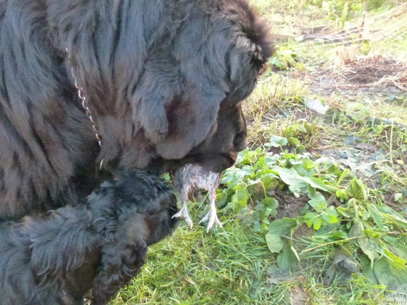 Фото: ньюфаундленд Блэк Диамонд Агидель от Потапа Сьюзэн