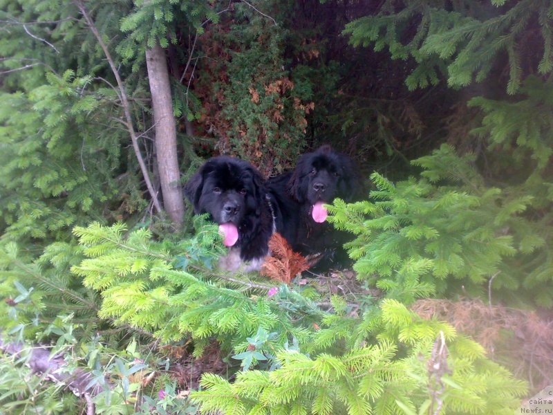 Фото: ньюфаундленд Акватория Келвин Черная Феерия, ньюфаундленд Сент Джонс Гламур Леди (Sent Djons Glamour Lady)