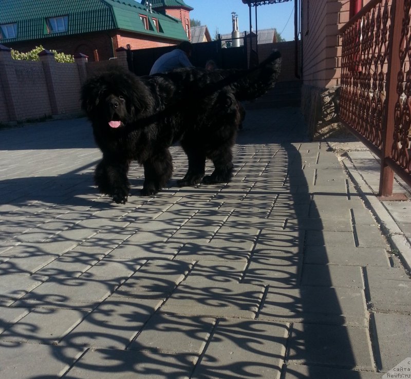 Фото: ньюфаундленд Аквиан Сонг Инсейшибел Лайф, 10 месяцев