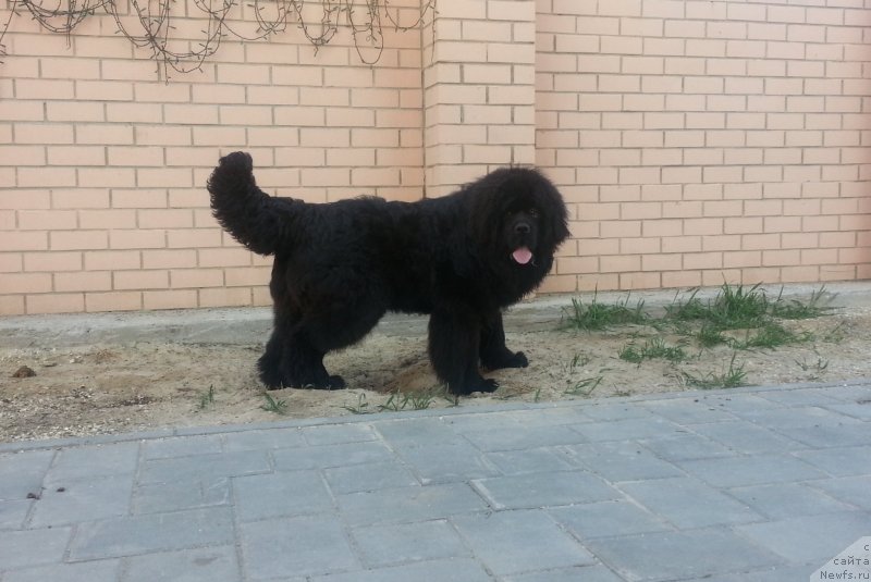 Фото: ньюфаундленд Аквиан Сонг Инсейшибел Лайф, 10 месяцев