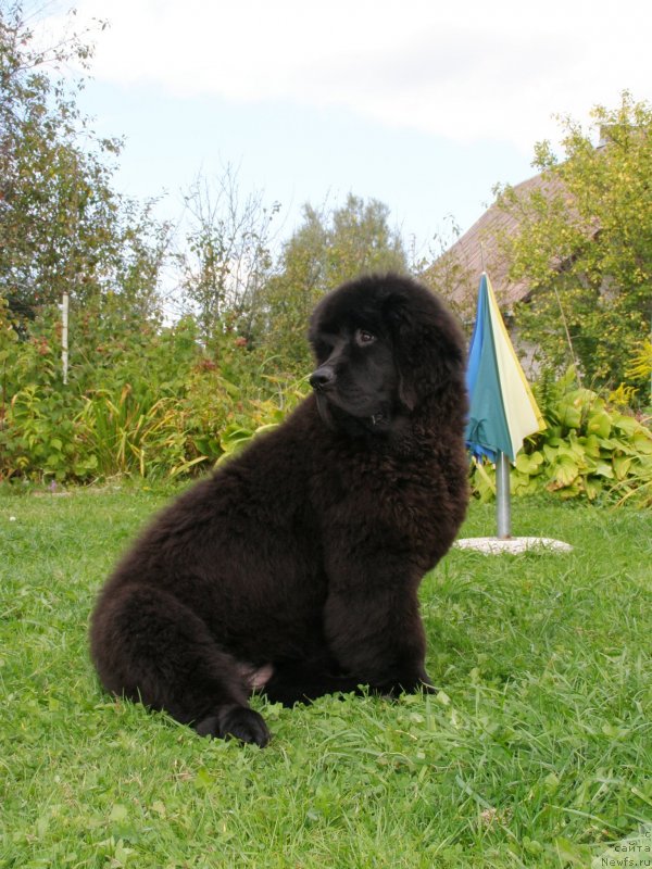 Фотография № 135063