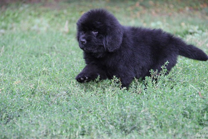 Фото: ньюфаундленд Супер Премиум Необыкновенный Наследник