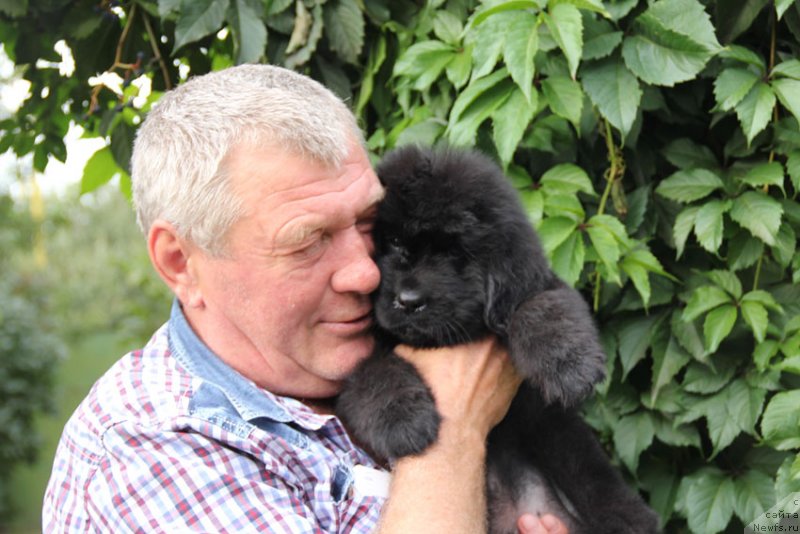 Фото: ньюфаундленд Супер Премиум Необыкновенный Наследник