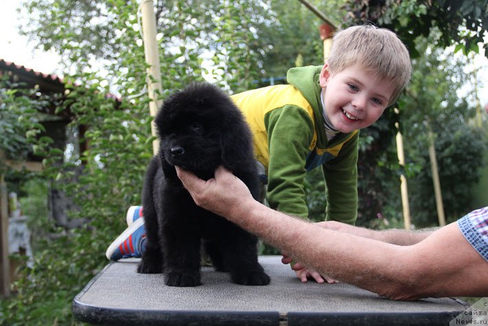 Фото: ньюфаундленд Супер Премиум Необыкновенный Наследник