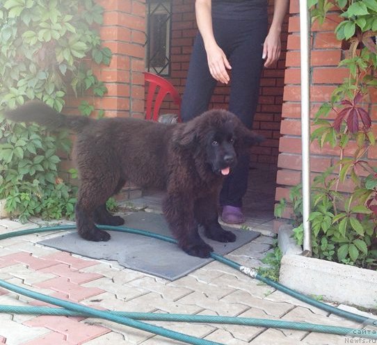 Фото: ньюфаундленд Виола Коста Лампони