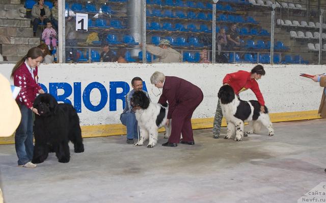 Фото: ньюфаундленд Юган с Тоянова Городка (Ygan s Toyanova Gorodka), ньюфаундленд Супер Бизон Батон, ньюфаундленд Веснушка на Счастье (Vesnushka na Shastie)