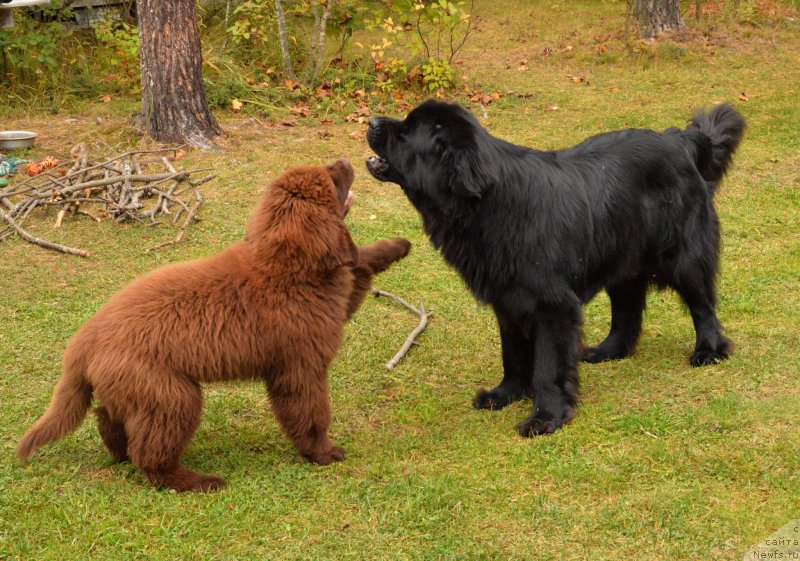 Фото: ньюфаундленд Акватория Келвин Кадриль (Aquatoriya Kelvin Kadril), ньюфаундленд I Follow The Sun de L'Etoile de Cyrice