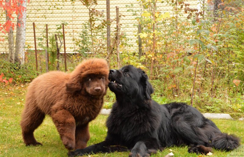 Фото: ньюфаундленд Акватория Келвин Кадриль (Aquatoriya Kelvin Kadril), I Follow the Sun  de L'Etoile de Cyrice
