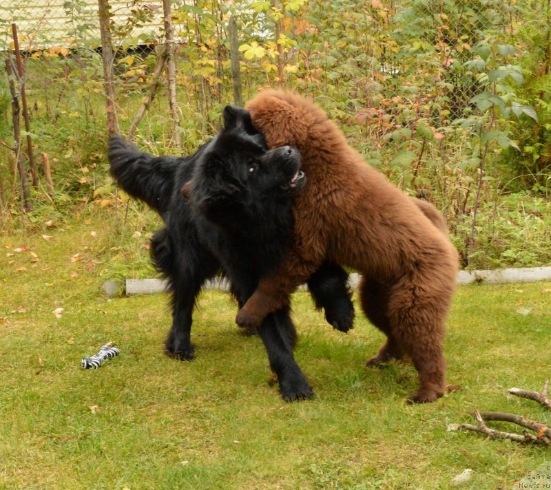 Фото: ньюфаундленд Акватория Келвин Кадриль (Aquatoriya Kelvin Kadril), I Follow the Sun  de L'Etoile de Cyrice