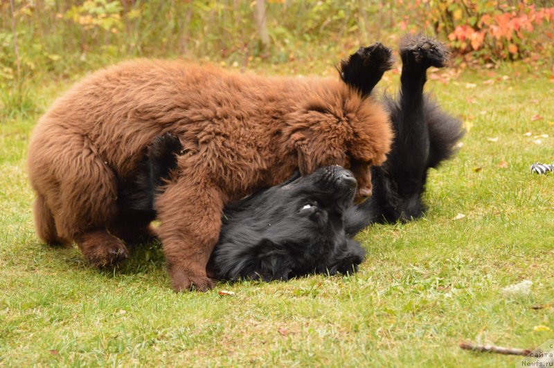 Фото: ньюфаундленд Акватория Келвин Кадриль (Aquatoriya Kelvin Kadril), I Follow the Sun  de L'Etoile de Cyrice