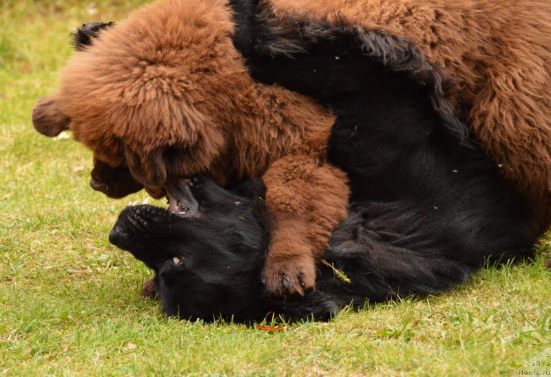 Фото: ньюфаундленд Акватория Келвин Кадриль (Aquatoriya Kelvin Kadril), I Follow the Sun  de L'Etoile de Cyrice