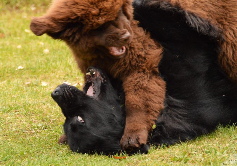 Фото: ньюфаундленд Акватория Келвин Кадриль (Aquatoriya Kelvin Kadril), I Follow the Sun  de L'Etoile de Cyrice