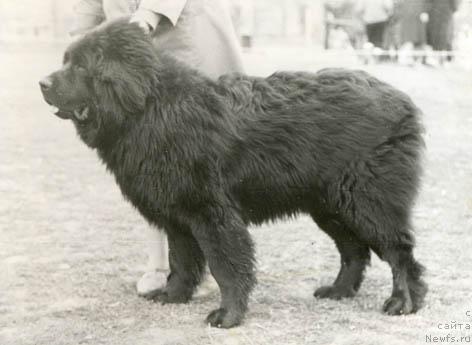 Фото: ньюфаундленд Иржи Мацони