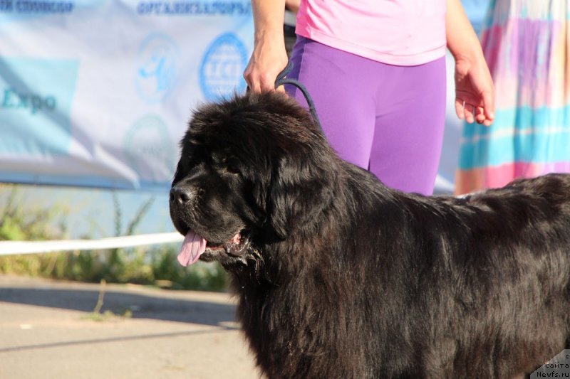 Фото: ньюфаундленд Блан-Де-Блан Вин Де Пейс