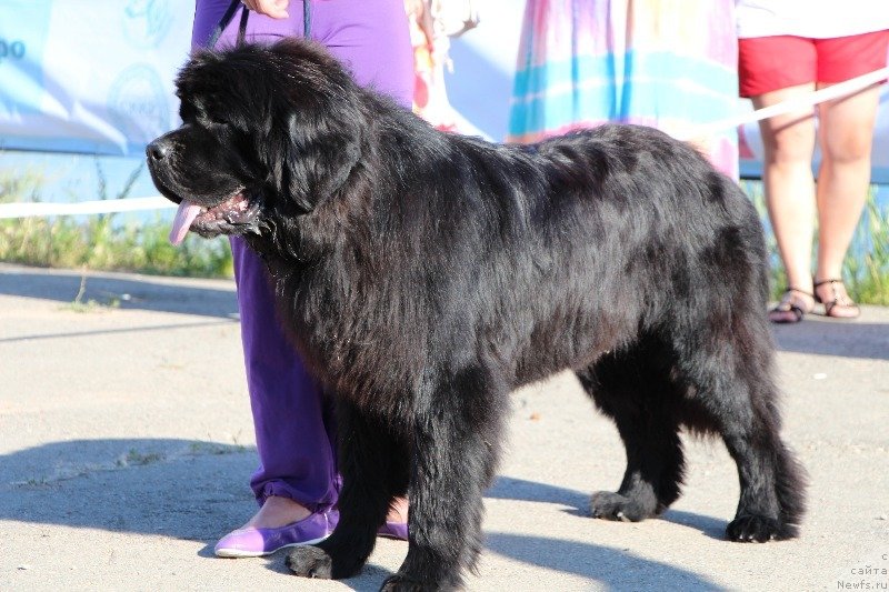 Фото: ньюфаундленд Блан-Де-Блан Вин Де Пейс