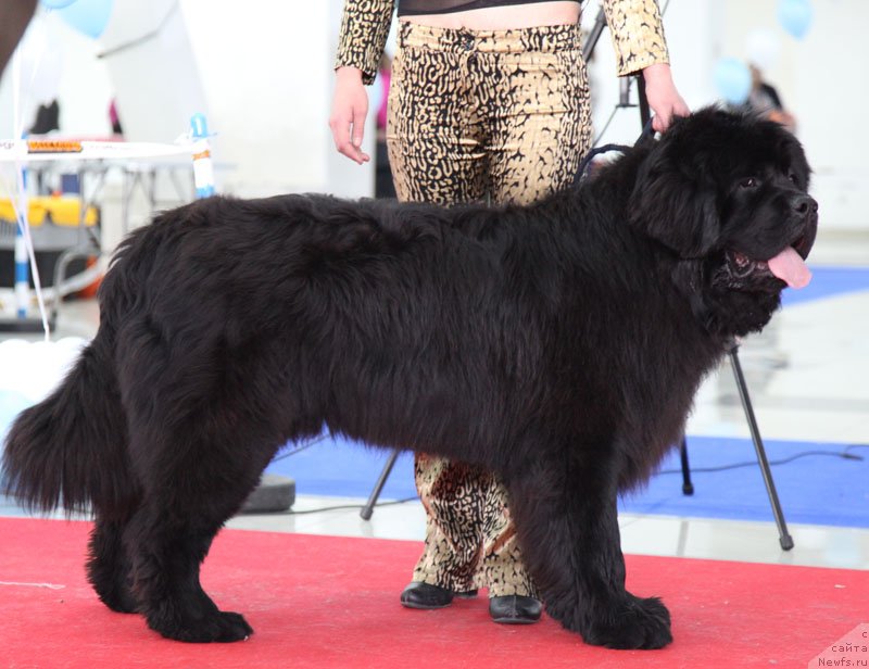 Фото: ньюфаундленд Блан-Де-Блан Вин Де Пейс